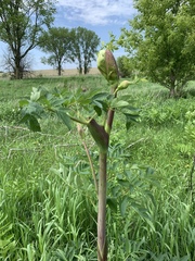 Angelica archangelica