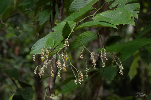 Schumacheria castaneifolia observed 2026-10-01