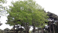 Celtis caucasica