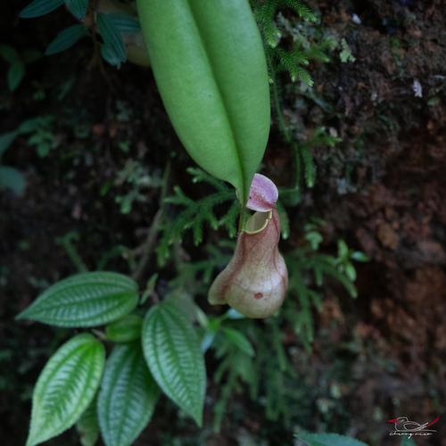 Sri Lankan pitcher plant