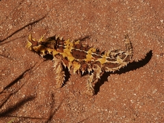Moloch horridus