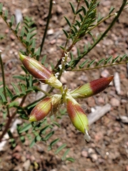 Astragalus praelongus