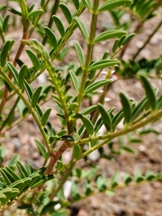 Astragalus praelongus