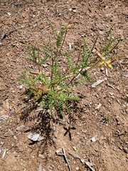 Astragalus praelongus