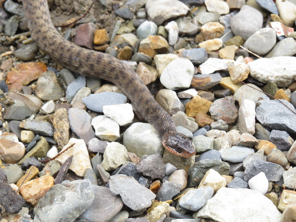 Many-Scaled Keelback