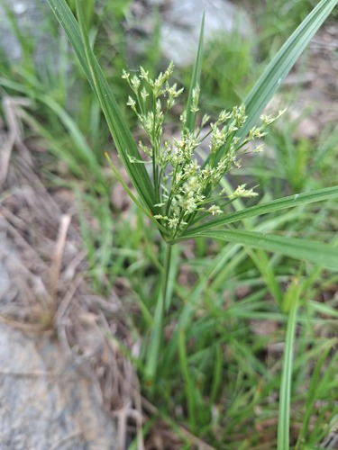 Cyperus leptocladus observed 2026-10-14