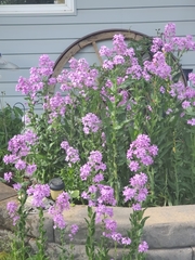 Hesperis matronalis