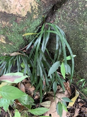 Haplopteris anguste-elongata