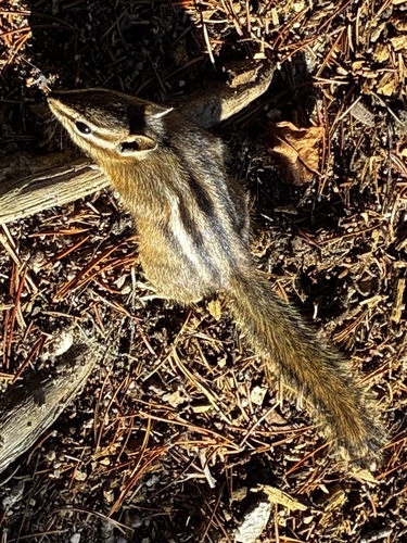 Yellow-pine Chipmunk observed by collateralgroove