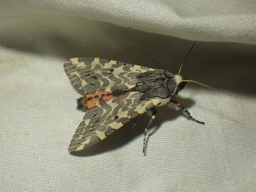 Painted Tiger Moth