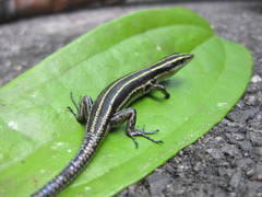Emoia caeruleocauda