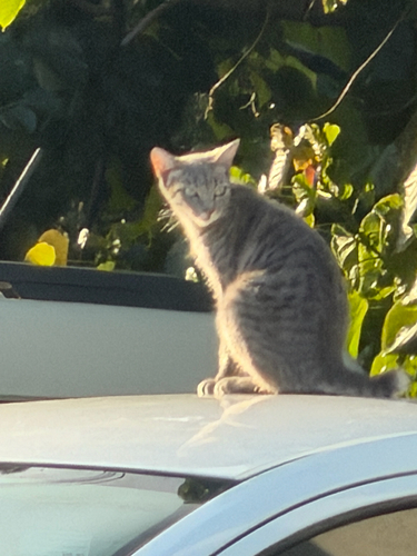 Domestic Cat