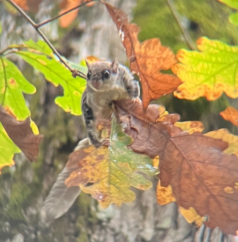 Southern Flying Squirrel observed by srhaney