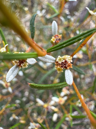 Spyridium vexilliferum observed 2026-10-16