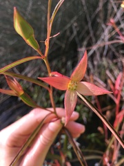 Ludwigia longifolia