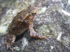 Ingerophrynus biporcatus