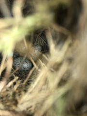 Cistothorus stellaris