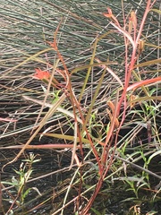 Ludwigia longifolia