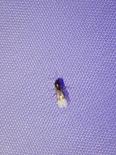 Common American Thief Ant