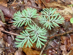 Dicentra canadensis