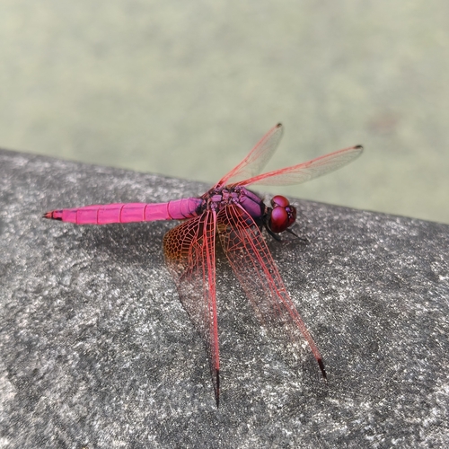 Crimson Marsh Glider