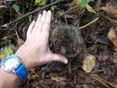 Sanguinoderma rugosum