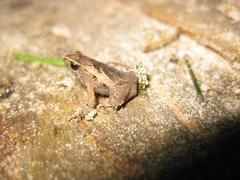 Microhyla palmipes