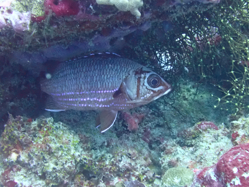 Sargocentron tiere observed 2026-10-15