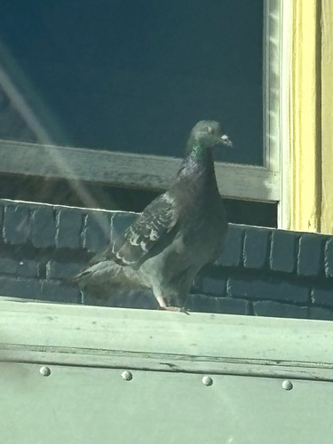 Feral Pigeon