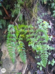 Asplenium praemorsum