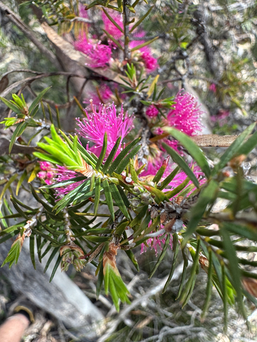 Melaleuca wilsonii observed 2026-10-16