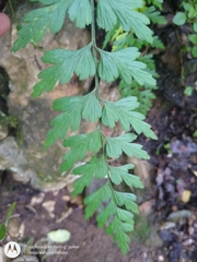 Asplenium praemorsum