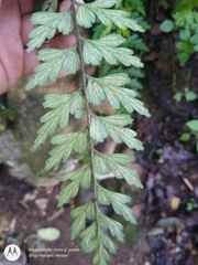 Asplenium praemorsum