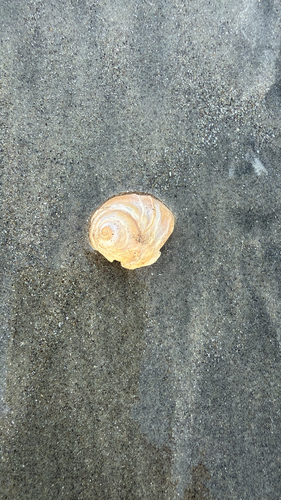 Glossaulax reclusiana observed 2026-10-15