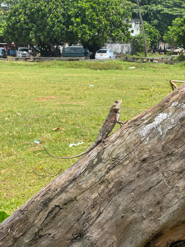 Indian Garden Lizard