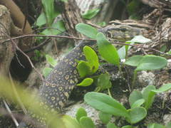 Varanus salvator