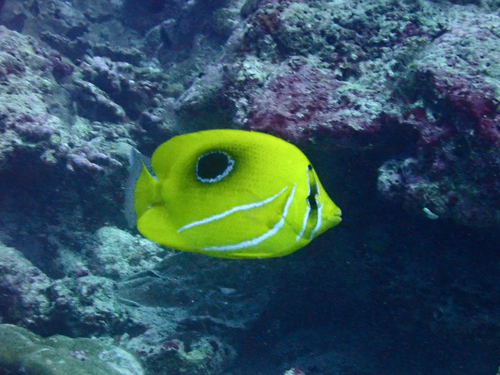Chaetodon bennetti observed 2026-10-15