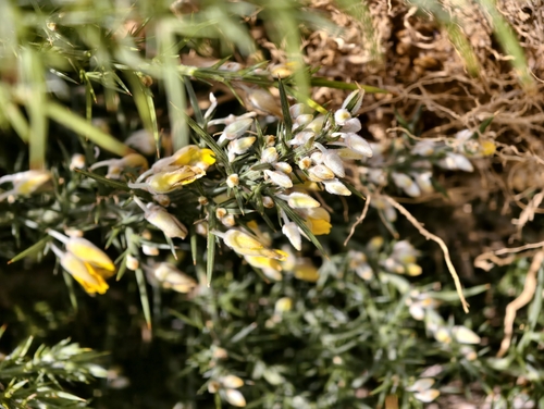 gorse