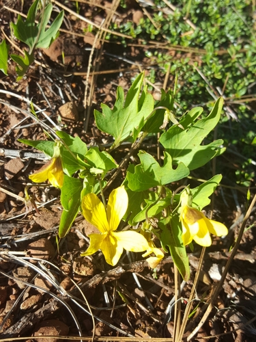Viola lobata var. lobata
