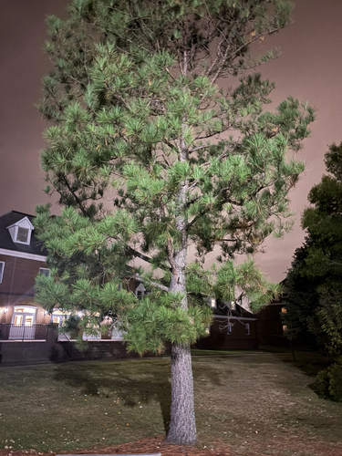 loblolly pine