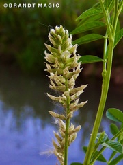 Glycyrrhiza lepidota