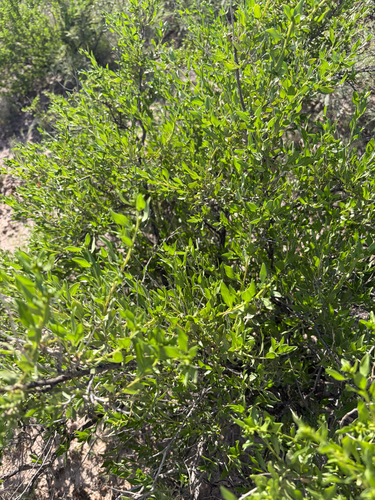 American Tarwort