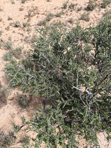 little buckthorn