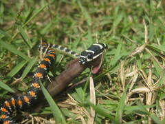 Chrysopelea paradisi