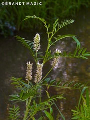 Glycyrrhiza lepidota
