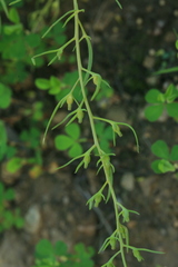 Thesium chinense