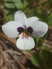 Viola cuneata