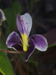 Viola cuneata