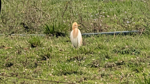 Eastern Cattle-Egret