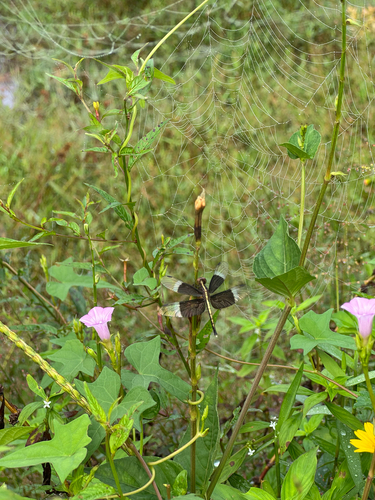 Pied Paddy Skimmer
